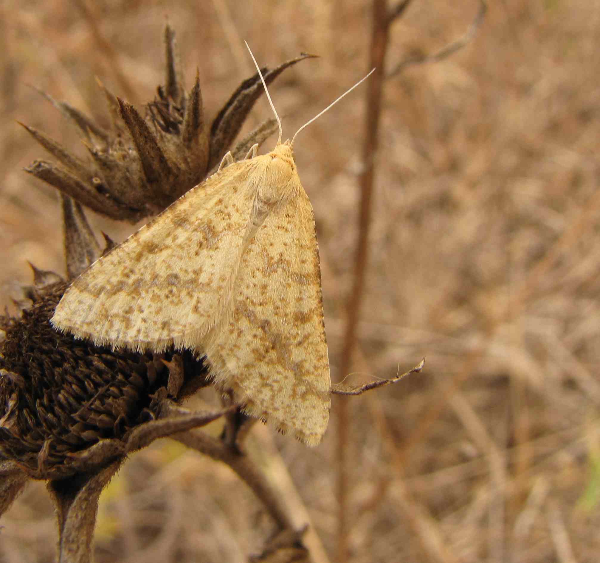 farfalle e prati aridi